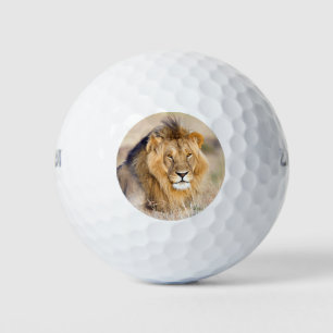 Majestic lion animal portrait photo golf balls