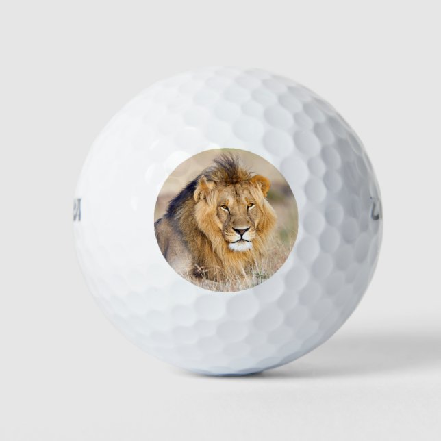Majestic lion animal portrait photo golf balls (Front)