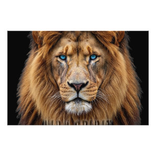 Majestic Lion Face with Blue Eyes Wildlife Anima Photo Print