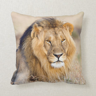 Majestic lion in Africa photo lumbar pillow