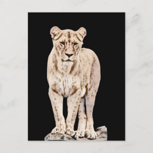 Majestic Lioness Postcard