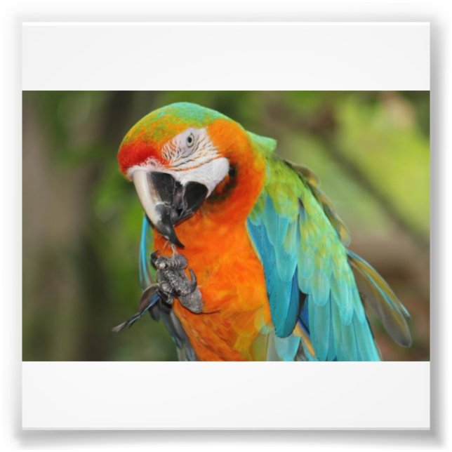 Majestic Macaw Photo Print (Front)