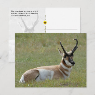 Majestic Male Pronghorn, Custer, SD - Postcard