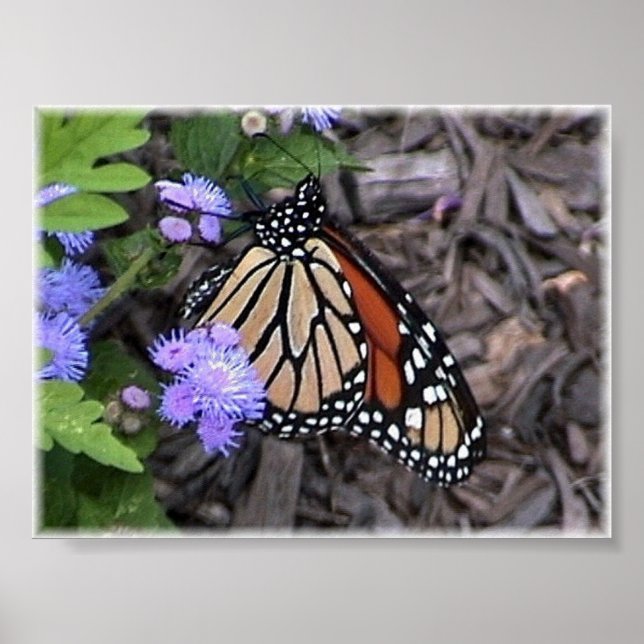 Majestic monarch poster (Front)