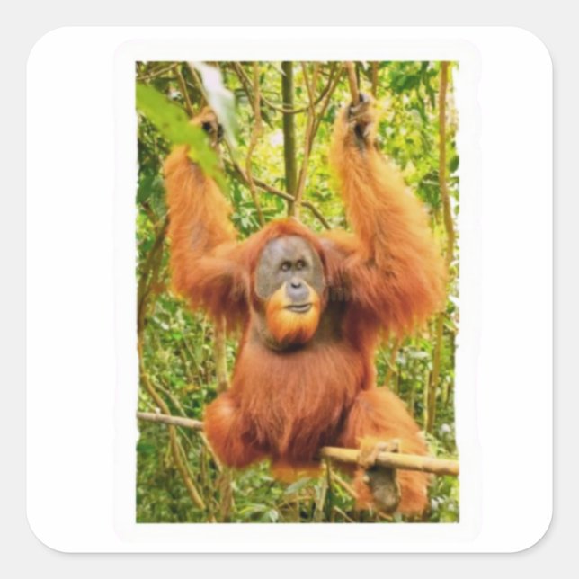 Majestic Orangutan Rainforest Guardian Sticker (Front)