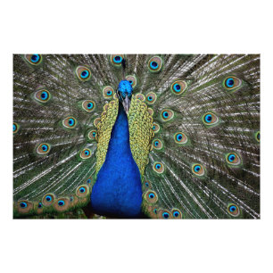 Majestic Peacock Photo Print