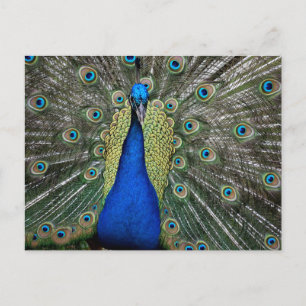 Majestic Peacock Postcard