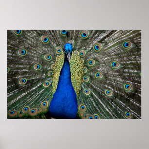 Majestic Peacock Poster