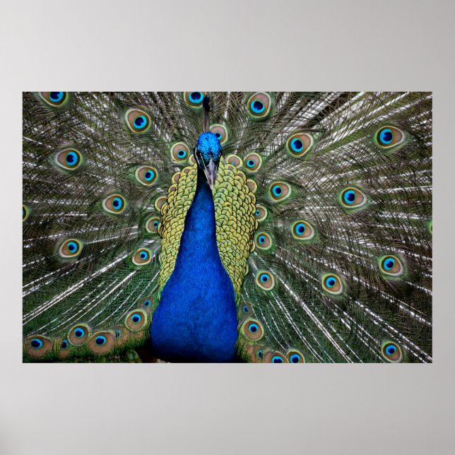 Majestic Peacock  Poster (Front)