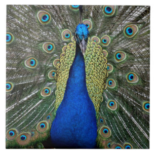 Majestic Peacock Tile