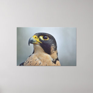 Majestic Peregrine falcon Canvas Print