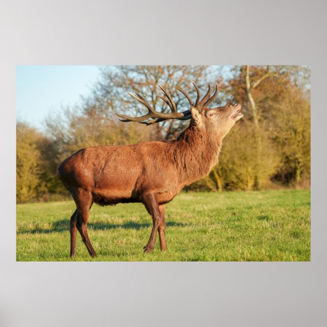 Majestic Red Deer Stag Poster (Front)