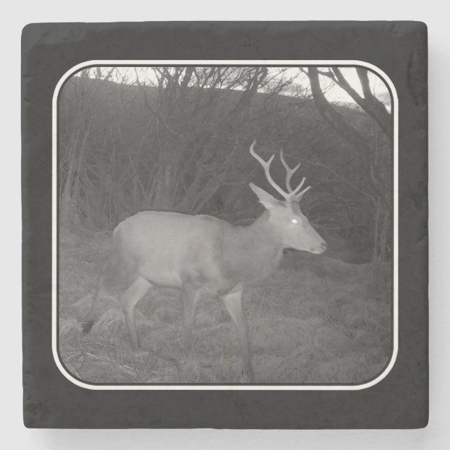 Majestic Red Deer Stag Twilight Woodland Dusk  Stone Coaster (Front)