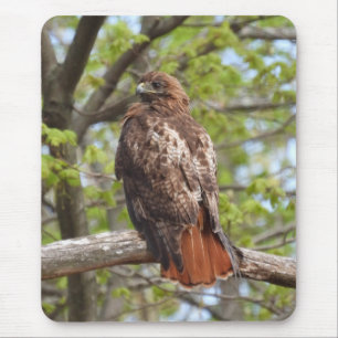 Majestic Red Tailed Hawk Mouse Pad