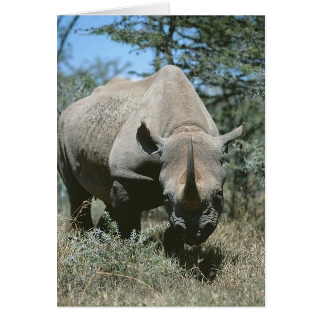 Majestic Rhino (Front)