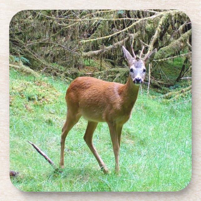 Majestic Roe Deer Buck Woodland Coaster Set Nature (Front)