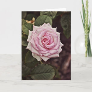Majestic Rose Scripture Card Psalm 93:1