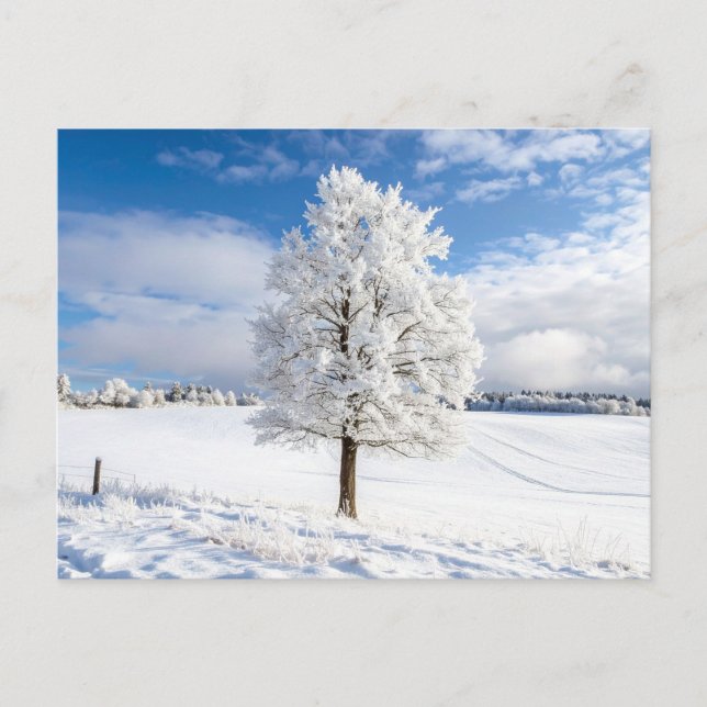 Majestic Snow Covered Tree in Winter Landscape Postcard (Front)