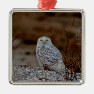 Majestic Snowy Owl of the Connecticut Coast Metal Tree Decoration
