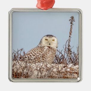 Majestic Snowy Owl of the Connecticut Coast Metal Tree Decoration
