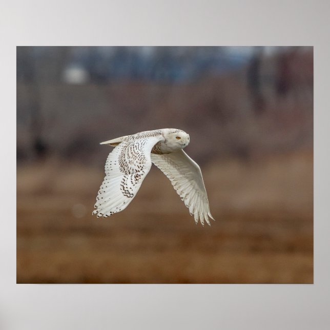 Majestic Snowy Owl of the Connecticut Coast Poster (Front)