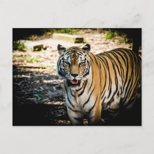 Majestic Tiger in Sunlit Glory Postcard
