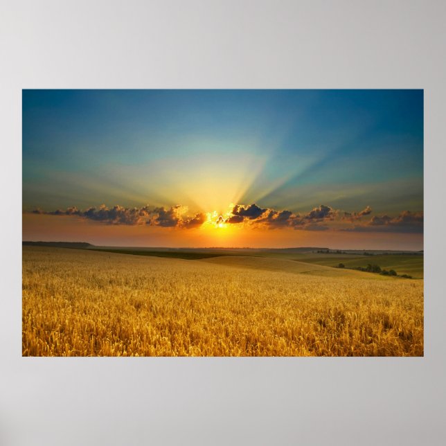 Majestic Wheat fields View poster (Front)