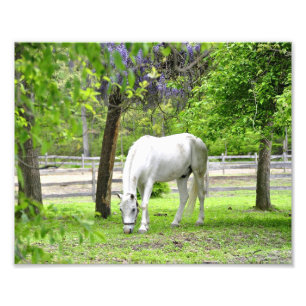 Majestic White Horse Photo Print