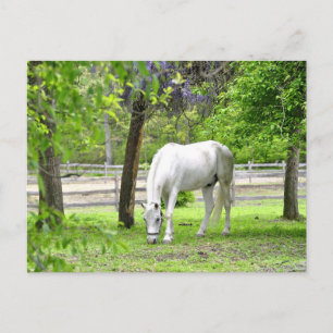 Majestic White Horse Postcard