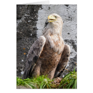 Majestic White Tailed Eagle Scottish Highlands