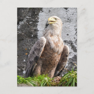 Majestic White Tailed Eagle Scottish Highlands Postcard