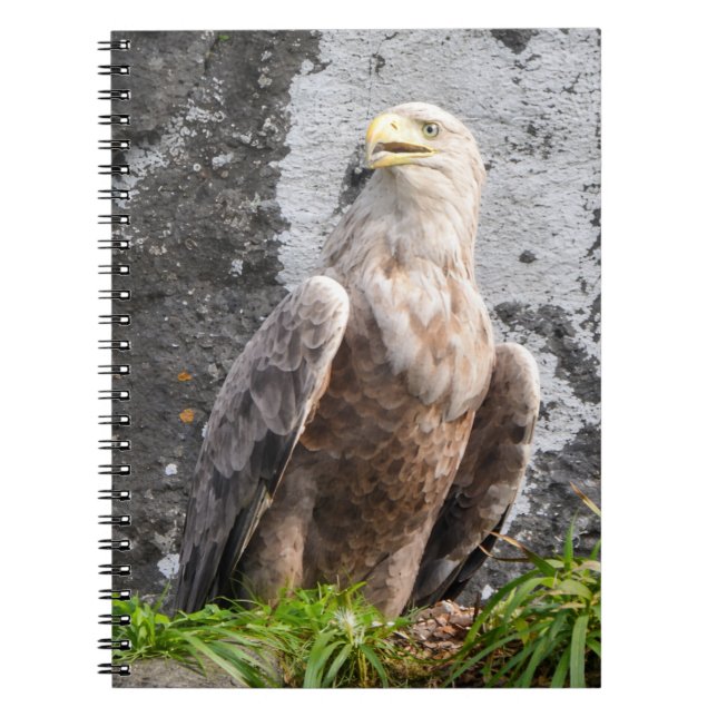 Majestic White Tailed EagleBird Prey Wilderness Notebook (Front)
