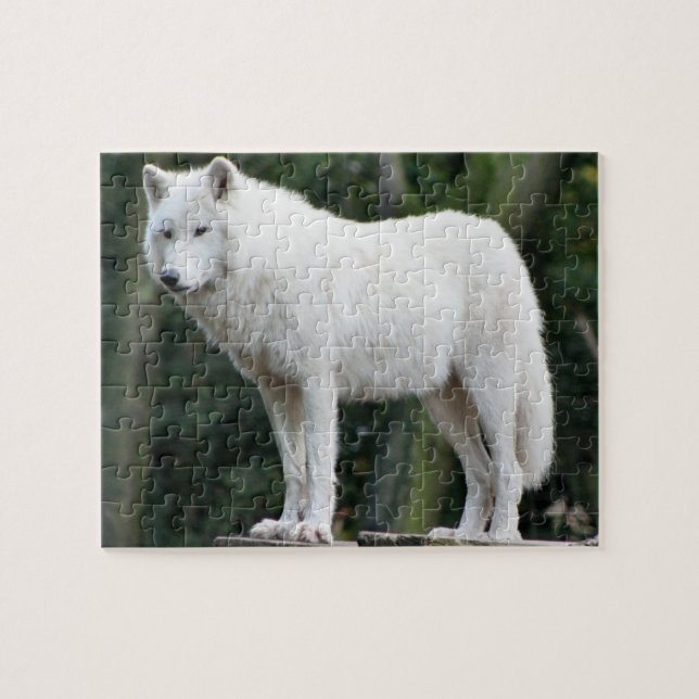 Majestic White Wolf Jigsaw Puzzle (Horizontal)