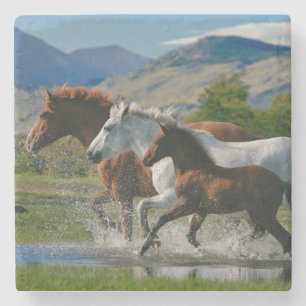Majestic wild horses stone coaster