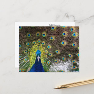 Majestic Wild Peacock on Cozumel Postcard