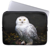 Majestic winter snowy owl
