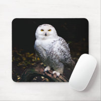 Majestic winter snowy owl