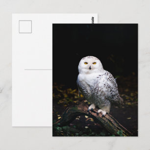 Majestic winter snowy owl postcard