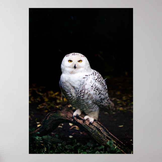 Majestic winter snowy owl poster (Front)