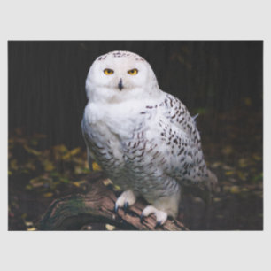 Majestic winter snowy owl tissue paper