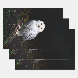 Majestic winter snowy owl wrapping paper sheet