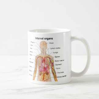 Major Internal Organs in the Human Body Chart Coffee Mug