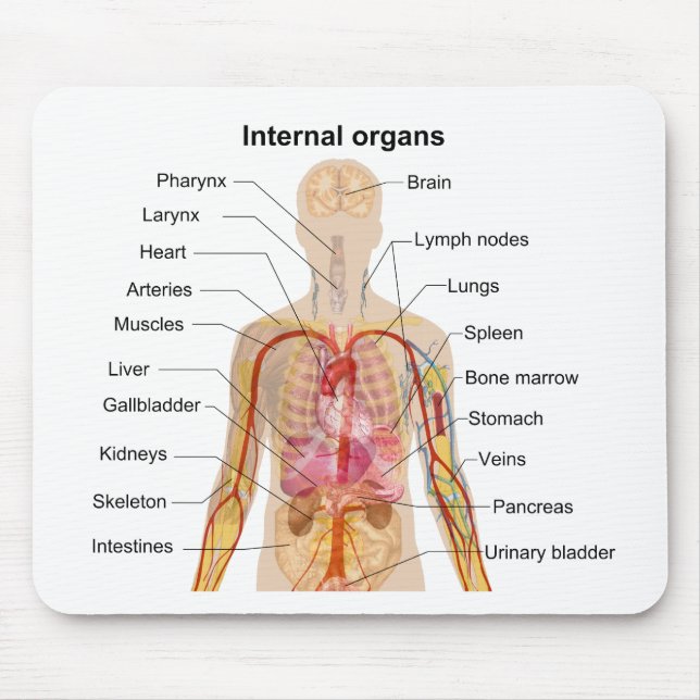 Major Internal Organs in the Human Body Chart Mouse Pad (Front)