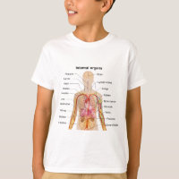 Major Internal Organs in the Human Body Chart