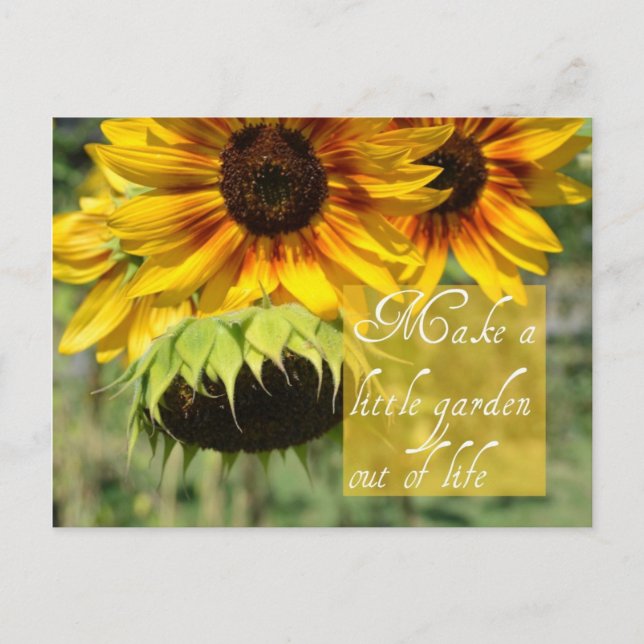 Make A Garden Sunflowers Post Card (Front)