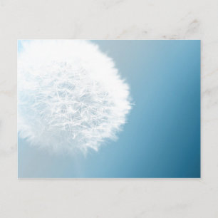 Make A Wish Dandelion Postcard