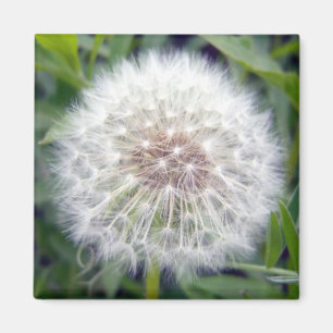 Make A Wish Magnet