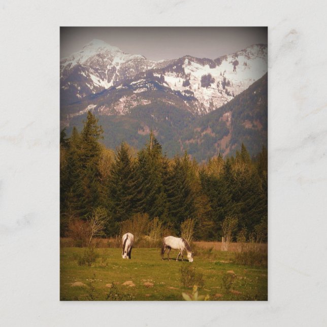 Make a Wish on a White Horse! Postcard (Front)