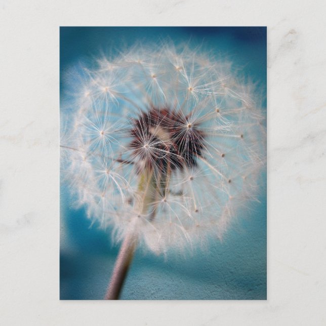 Make a Wish Postcard (Front)