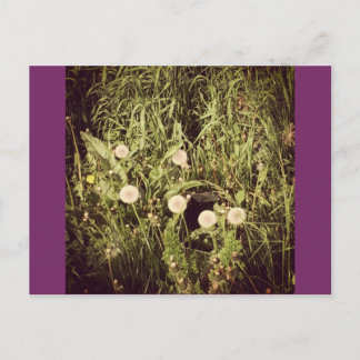 Make A Wish Postcard